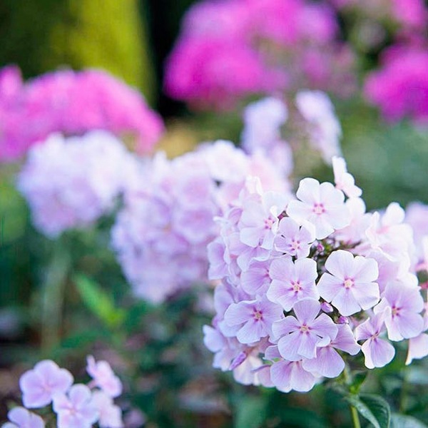what flowers are suitable for cottage gardens Phlox