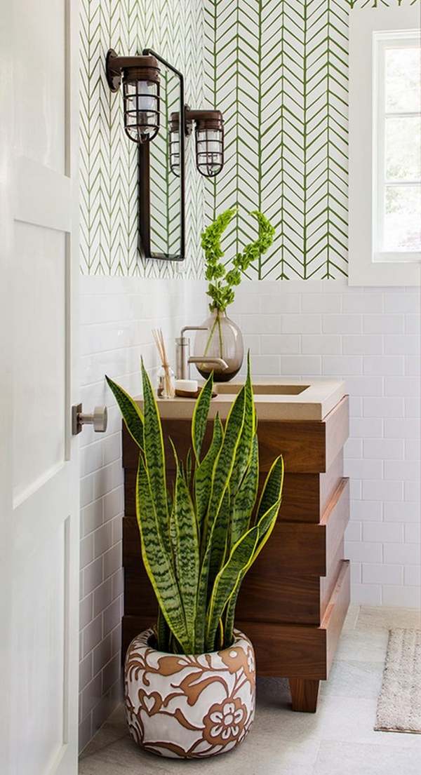 Best plants  for bathrooms  20 indoor  plants  for the bathroom 