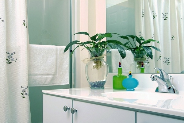 Aspidistra Cast Iron Plant houseplants in bathroom small batroom decor