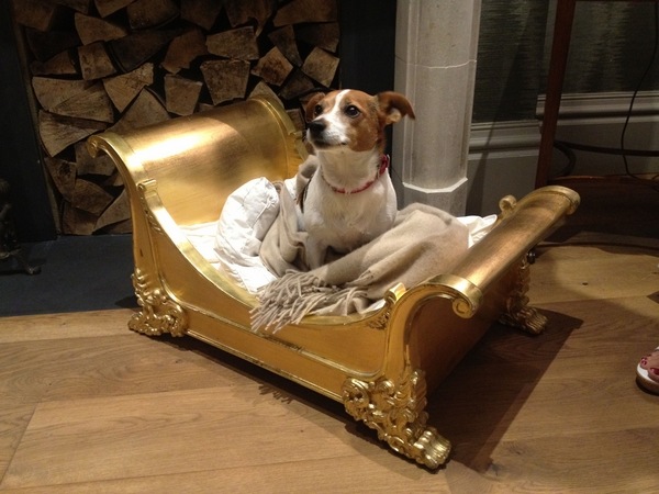 designs gold dog bed luxury beds 