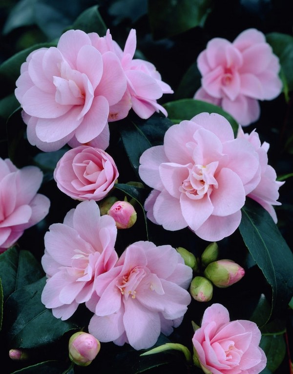 Japanese garden plants Camellia japonica pink blossoms