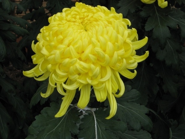 Chrysanthemum japanese style garden design