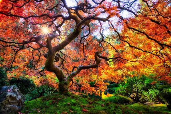 Japanese landscape trees maple tree