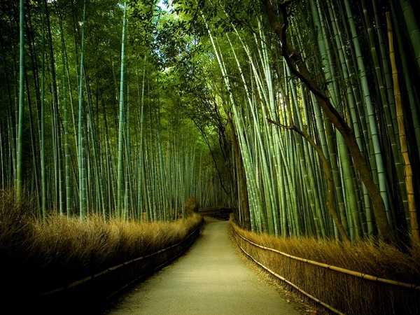 bamboo garden landscape ideas
