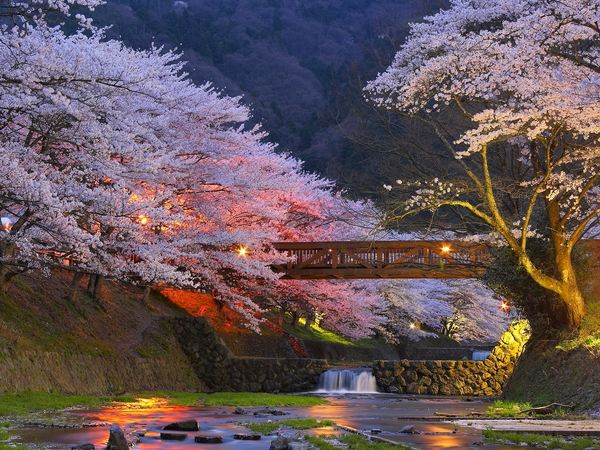 Japanese garden blossoming cherry trees