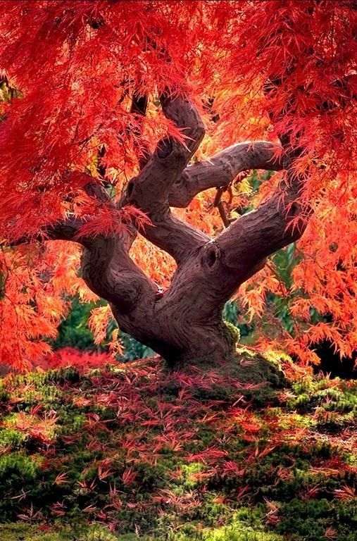 dragon tree japanese garden design ideas