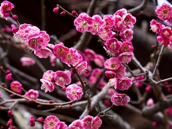 japanese apricot ume blossoming trees