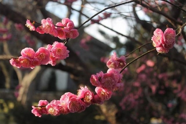 japanese apricot ume japanese style garden design