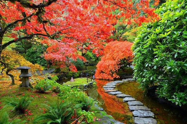 Japanese garden plants design ideas maple tree