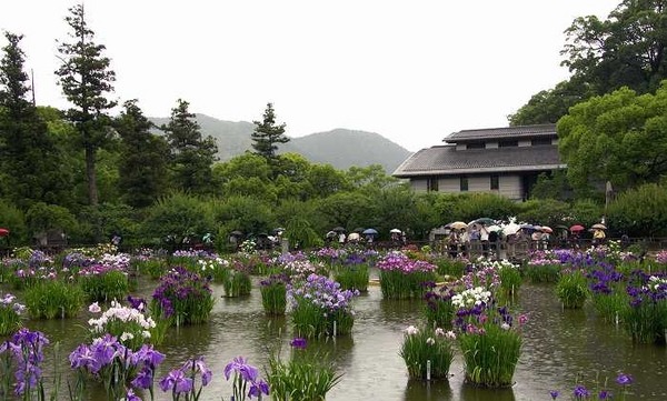 Japanese garden plants japanese iris amazing garden design 