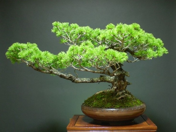 pine tree bonsai trees Goyoumatsu