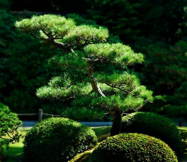 japanese pine tree garden design 