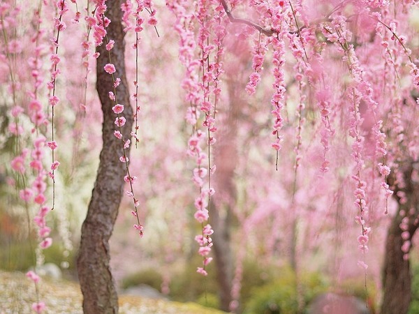 japanese cherry blossom blooming sakura Japanese garden plants 