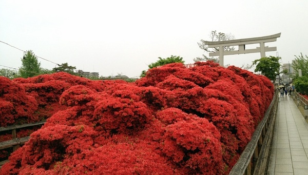 Kirishima azalea japanese garden designs