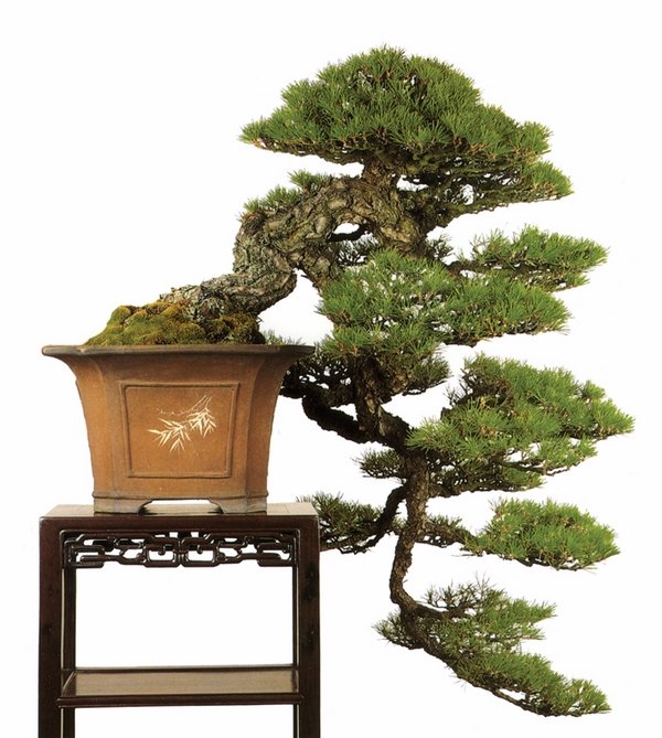 Kuromatsu bonsai tree japanese pine trees