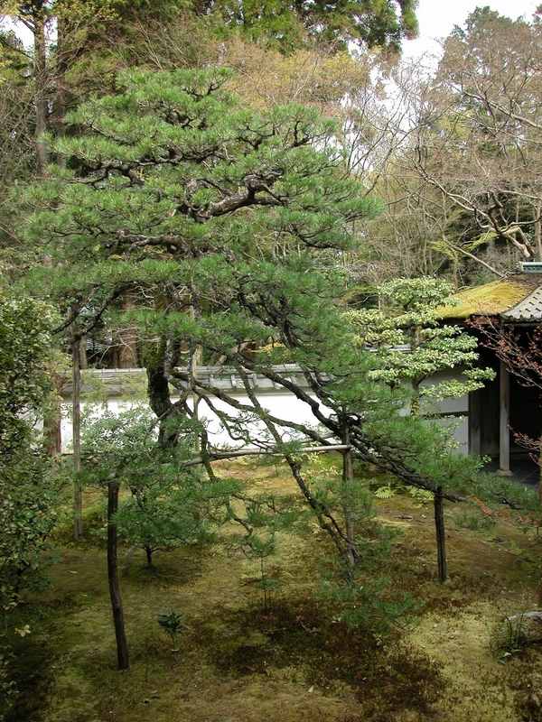 Kuromatsu pine trees