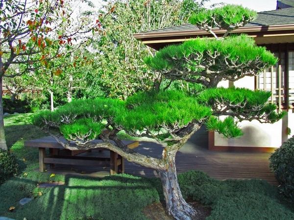 plants for a japanese style garden Pinus thunbergiana Japanese black pine