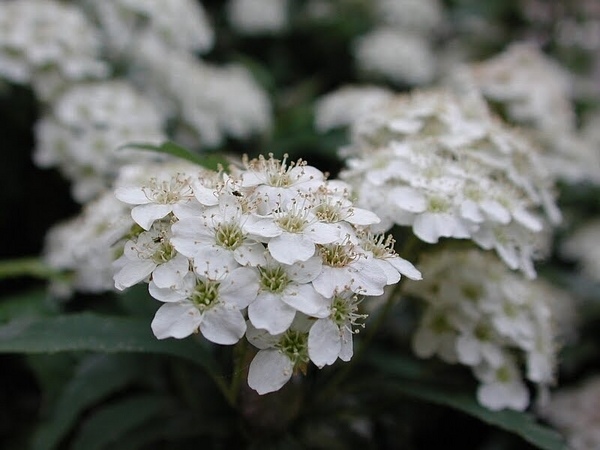 plants for a japanese style garden Spiraea cantoniensis