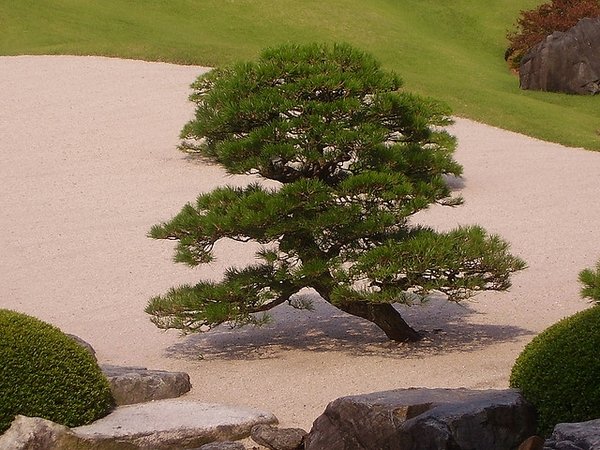 plants for a japanese style garden pine tree Japanese zen garden 