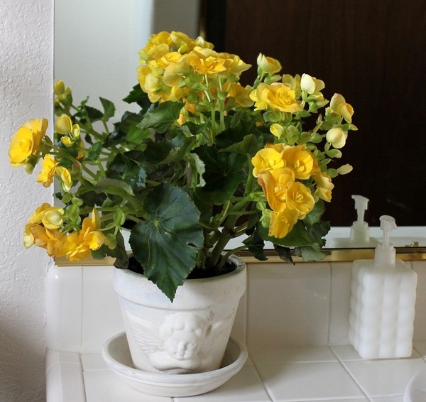 plants for bathrooms begonia indoor