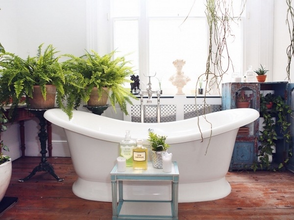 fern indoor plants for the bathroom