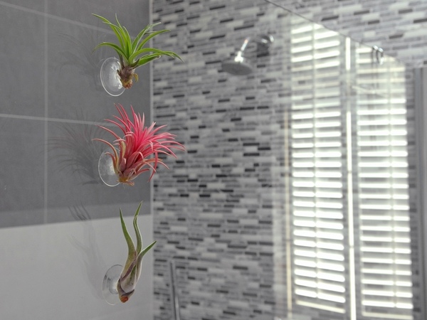 plants for bathrooms tilandsia air plant modern 