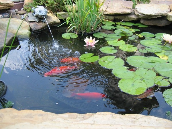 small fish water features backyard ideas garden decor