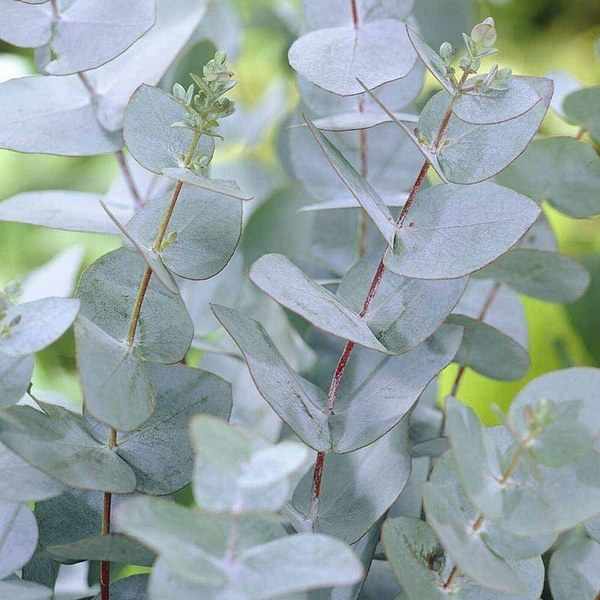 Eucalyptus gunnii Azura