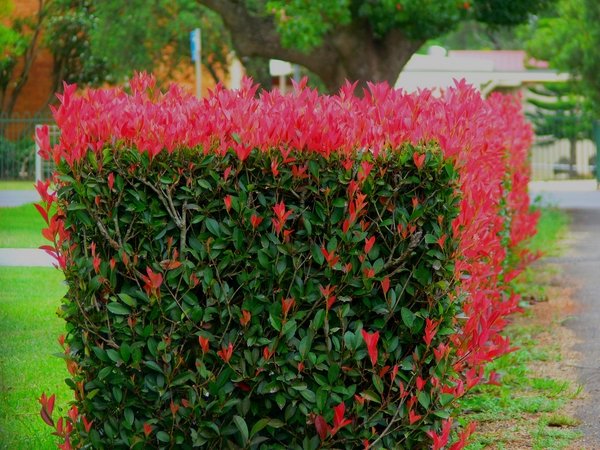  Photinia garden privacy hedge ideas 