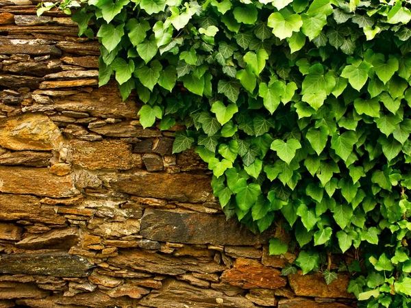 best plants for screening climbing vines ivy 