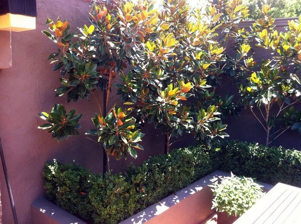 best plants for screening magnolia patio privacy ideas patio decor