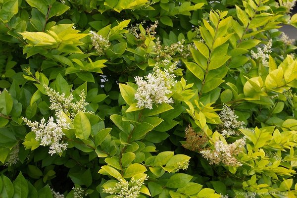 best plants for screening privet golden vicary garden decorating 