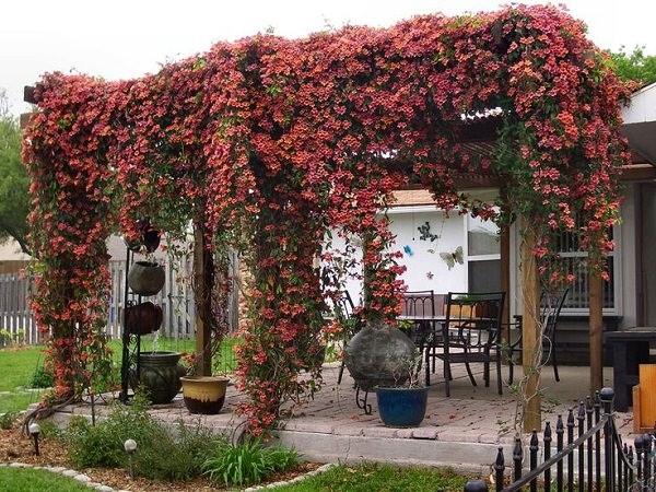 best-screening-plants-Bignonia-Cross-Vine-patio-deck-pergola-climbing-plants