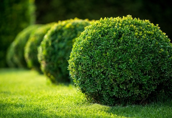 best screening plants boxwood hedge garden privacy ideas garden decor