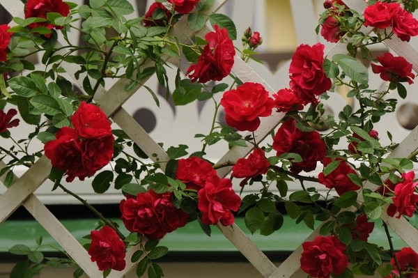 best screening plants climbing roses garden landscape decorating