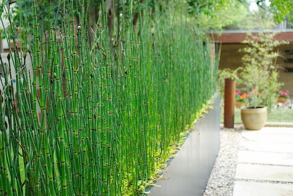 best-screening-plants-horsetail-grass-ornamental-grasses-patio-privacy-ideas