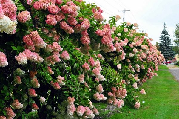 best screening plants hydrangea