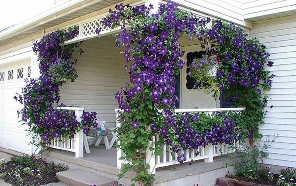 porch privacy ideas clematis