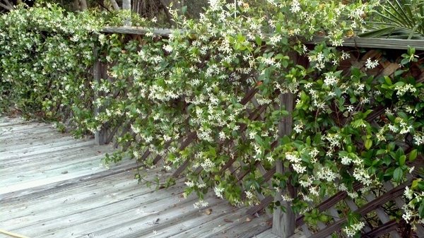 best screening plants privacy confederate jasmine 