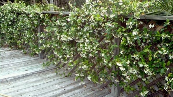 best-screening-plants-privacy-plants-ideas-confederate-jasmine-garden-fence-ideas