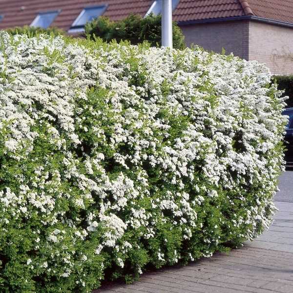 best screening plants privacy plants ideas Arrowwood