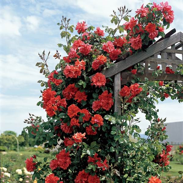 garden screening plants climbing roses 