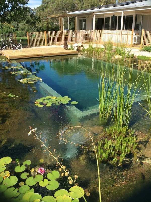 choosing plants for natural pool