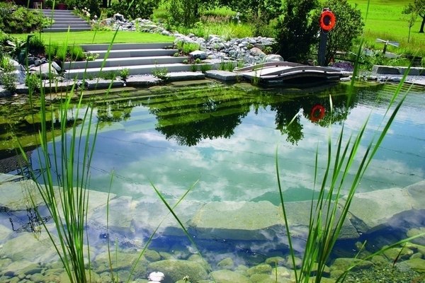 Image result for 3 Methods for Eliminating Pond Algae Naturally