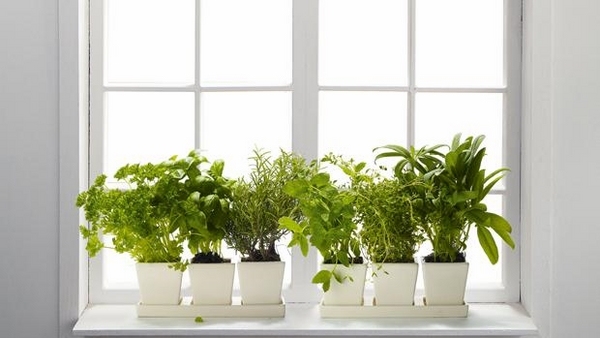 herb garden kitchen window
