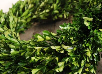 boxwood-christmas-wreath-ideas-how-to-make-a-boxwood-wreath-step-by-step