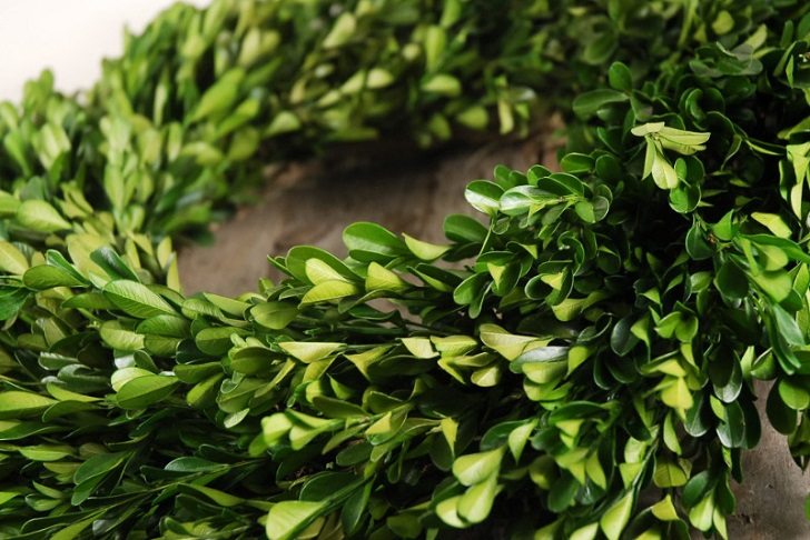 boxwood christmas wreath ideas how to make a boxwood wreath 