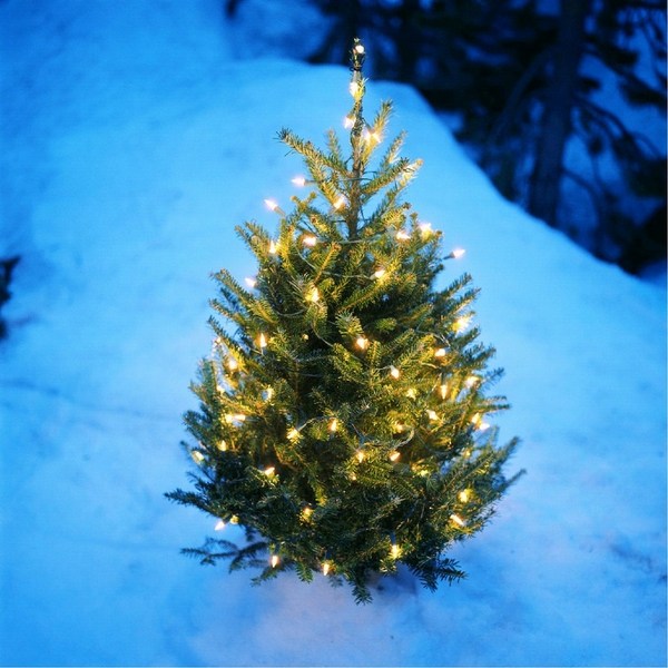 How to choose a real Christmas tree and keep it fresh and alive