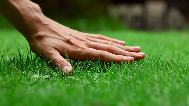 lawn care tips landscaping ideas perfect lawn 