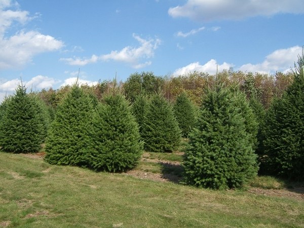 most popular-real-christmas-trees-varieties-douglas-fir-tree 